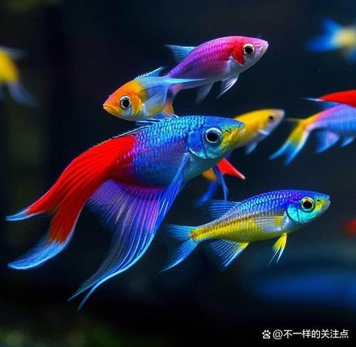 五彩琴尾鱼 水族箱中的颜值担当，点亮你的水下世界