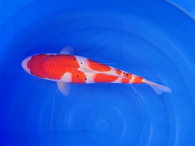 水中的当代艺术品 解锁一岁四十一公分的丸堂大正三色锦鲤