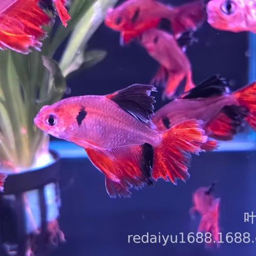 热带观赏鱼大帆芙蓉旗扯旗鱼鉴赏与饲养指南