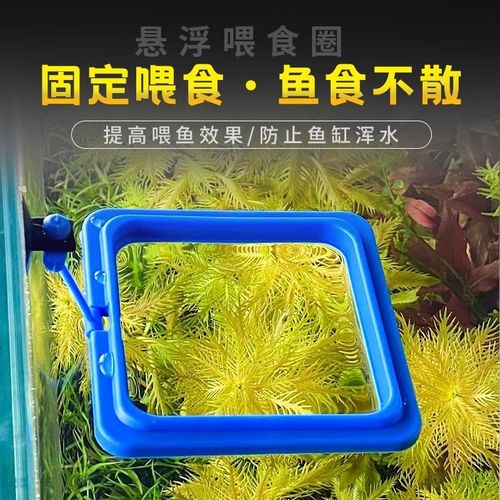 冷水性观赏鱼品种大全