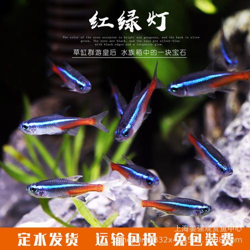 打造灵动水下花园 新手草缸与红绿灯鱼群游指南